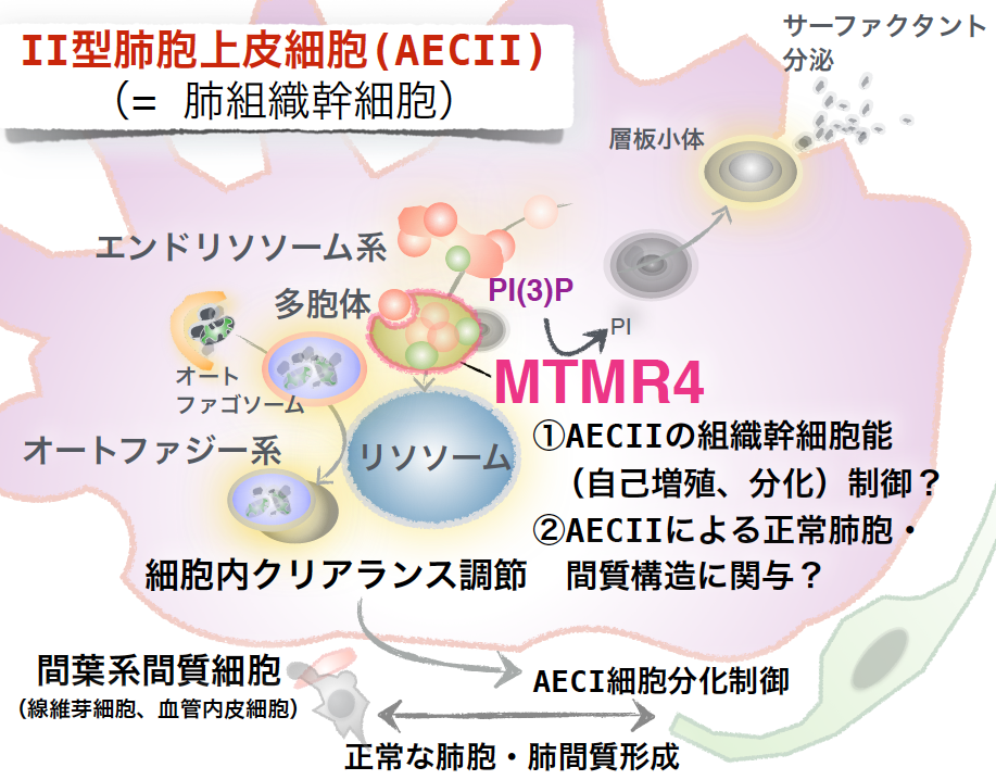 血管組織図